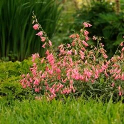 Elfin Pink Penstemon -Garden Plant Store walters gardens penstemon elfin pink cropped 3