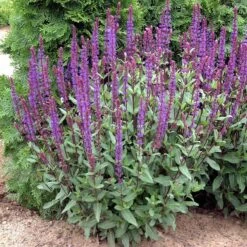 Caradonna Salvia 13 Caradonna Salvia -Garden Plant Store walters gardens salvia caradonna cropped 1