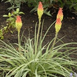 Fire Dance Red Hot Poker -Garden Plant Store walters gardens kniphofia fire dance cropped