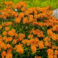 Butterfly Weed (Clay Form) 11 Butterfly Weed (Clay Form) -Garden Plant Store walters gardens asclepias tuberosa cropped 1