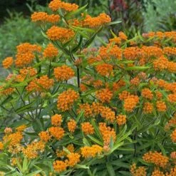Butterfly Weed (Clay Form) 12 Butterfly Weed (Clay Form) -Garden Plant Store walters gardens asclepias tuberosa cropped 2