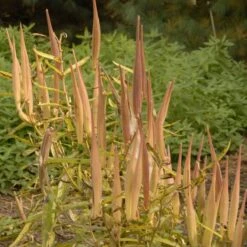 Butterfly Weed (Clay Form) 13 Butterfly Weed (Clay Form) -Garden Plant Store walters gardens asclepias tuberosa seed heads cropped
