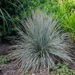 Blue Oat Grass -Garden Plant Store walters gardens helictotrichon sempervirens cropped 2