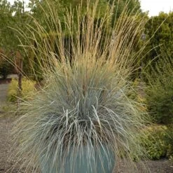 Blue Oat Grass -Garden Plant Store walters gardens helictotrichon sempervirens cropped 4