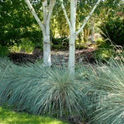 Blue Oat Grass -Garden Plant Store walters gardens helictotrichon sempervirens cropped under trees