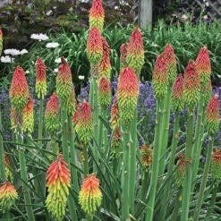 Fire Dance Red Hot Poker -Garden Plant Store walters gardens kniphofia fire dance cropped