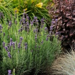 Hidcote Blue English Lavender -Garden Plant Store walters gardens lavandula hidcote cropped 1