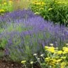 Hidcote Superior English Lavender -Garden Plant Store walters gardens lavandula hidcote cropped 2