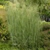 Heavy Metal Blue Switch Grass -Garden Plant Store walters gardens panicum heavy metal cropped