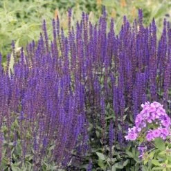 Caradonna Salvia 12 Caradonna Salvia -Garden Plant Store walters gardens salvia caradonna cropped