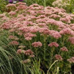 Autumn Fire Sedum -Garden Plant Store walters gardens sedum autumn fi