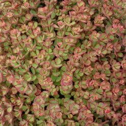 October Daphne Sedum -Garden Plant Store walters gardens sedum october daphne fall foliage closeup cropped