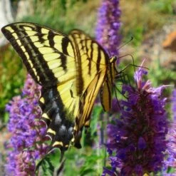 Blue Blazes Agastache -Garden Plant Store western swallowtail sipping agastache blue blazes 3