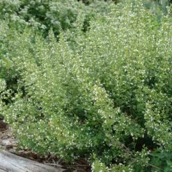 White Cloud Calamintha -Garden Plant Store white cloud calamintha 2