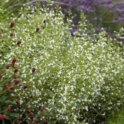 White Cloud Calamintha -Garden Plant Store white cloud calamintha 3