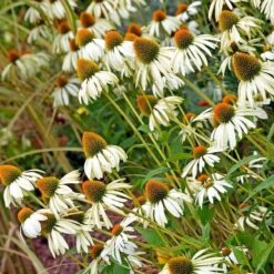 Happy Star Echinacea -Garden Plant Store white echinacea happy star cropped 1