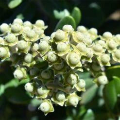 Ice Ballet Swamp Milkweed -Garden Plant Store white ice ballet milkweed asclep