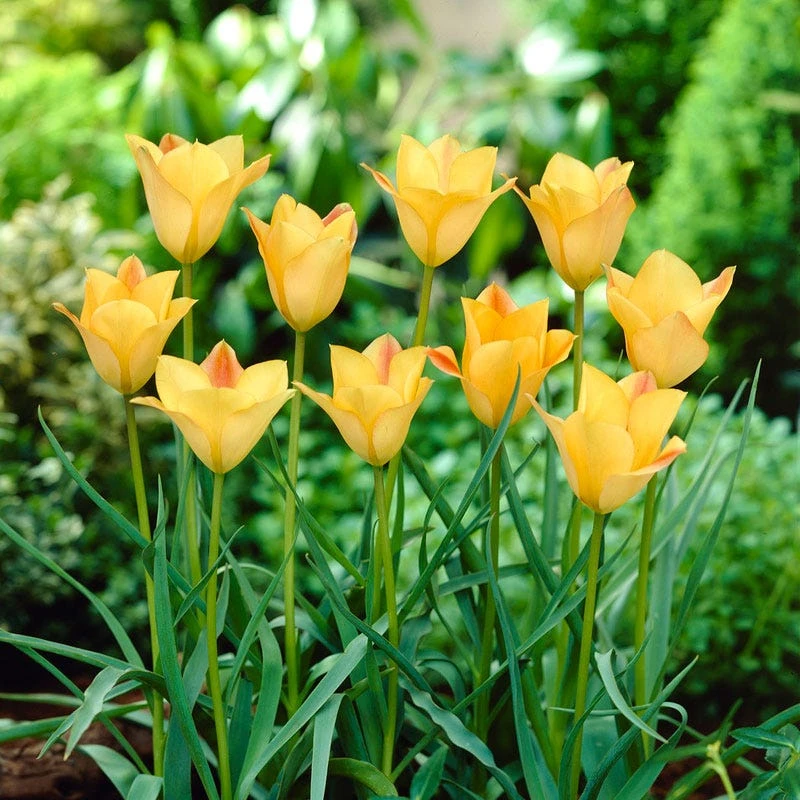 Bronze Charm Wildflower Tulip 4 Bronze Charm Wildflower Tulip - Image 2