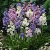 Wood Hyacinth Mix (Spanish Bluebells) -Garden Plant Store woodhyacinthmix 1