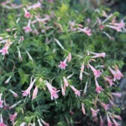 Woody's Peach Surprise Hummingbird Trumpet (Zauschneria) -Garden Plant Store woodys peach surprise cropped