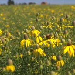 Little Prairie Native Wildflower Seed Mix -Garden Plant Store yellow prairie coneflower little prairie native mix