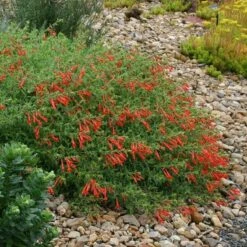 Orange Carpet® Creeping Hummingbird Trumpet (Zauschneria) -Garden Plant Store zauschneria garrettii orange carpet pat hayward plant select