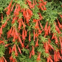 Orange Carpet® Creeping Hummingbird Trumpet (Zauschneria) -Garden Plant Store zauschneria garrettii orange carpet pat hayward plant select garden